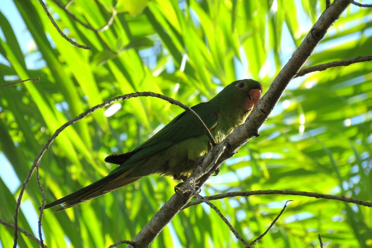 Pousada Fazenda Peroba Rosa Pedregulho Dış mekan fotoğraf
